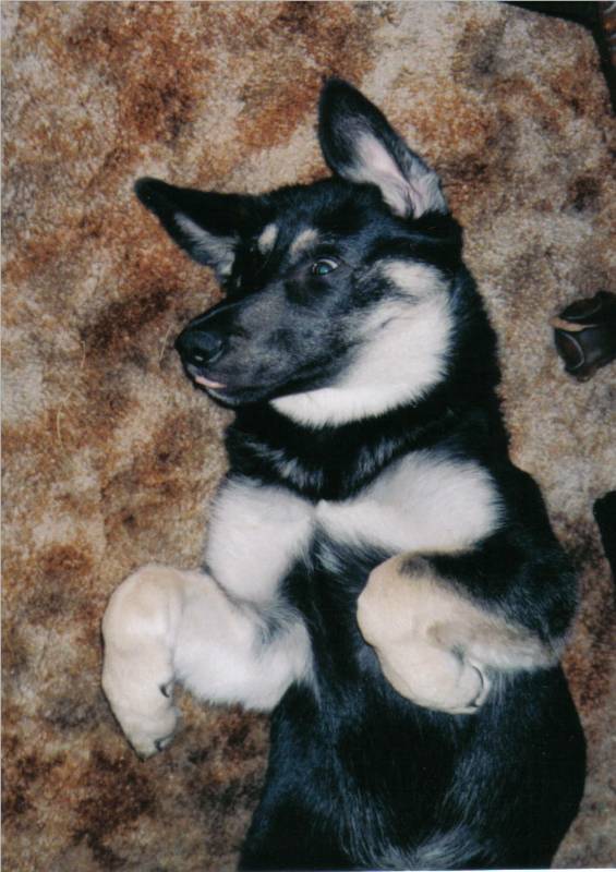Dyna pup.jpg