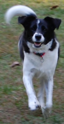 Holly Running.jpg