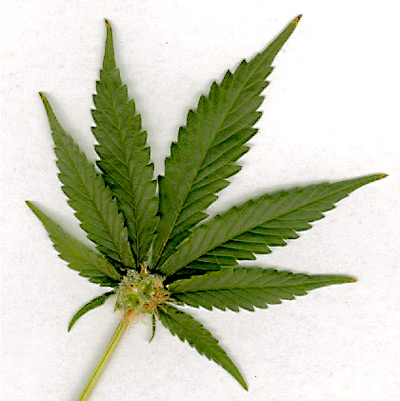 marijuana-leaf[1].jpg