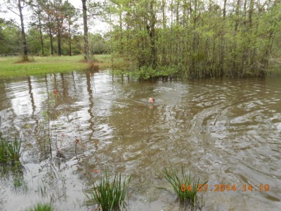 Swimmin' in a fish pond