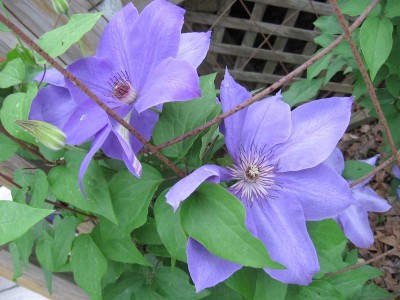 CLEMATIS.JPG