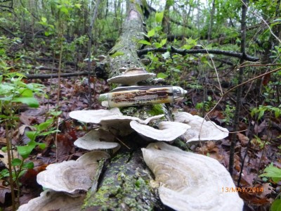 P1000185.JPG