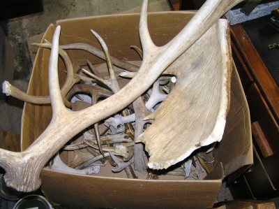 More antlers, Moose and Elk sheds, Whitetail, Mule Deer, and Blacktail Deer.