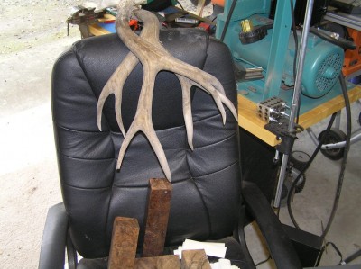 Mule Deer Antler