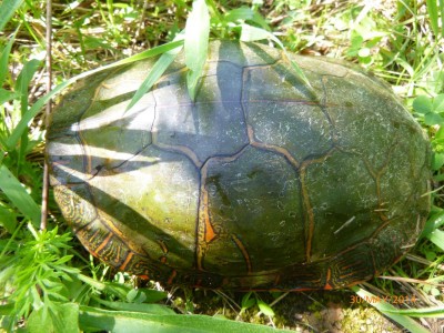 P1000226.JPG