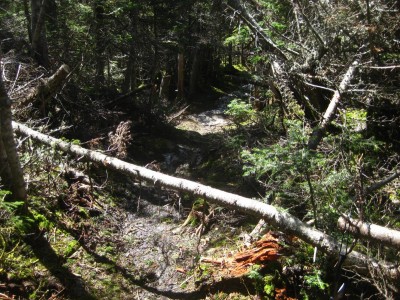 small tree across trail