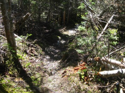 no more small tree across trail