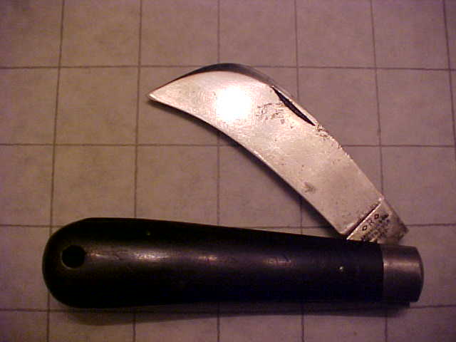 RussellHawkbill1A.JPG