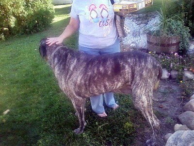 Lee's Dog.jpg