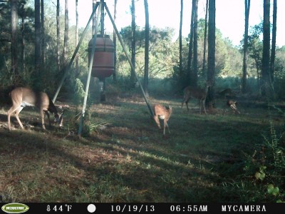 4 fawns with their mommas