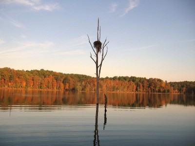 Empty Osprey Nest.JPG