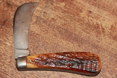 hawkbill3.JPG