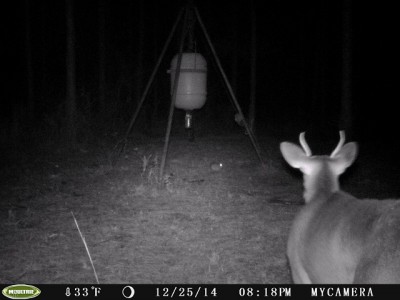 Legal for a kid under 15, he showed up on Christmas night-looks like he's watchin' a cottontail eat deer corn