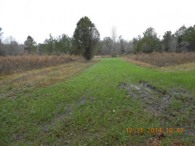 a leg of the food plot.  Wren's Abruzzi Rye. Notice the shootin' house an the left side of the pic
