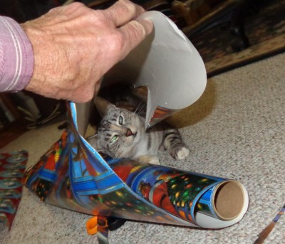 Cat2.jpg