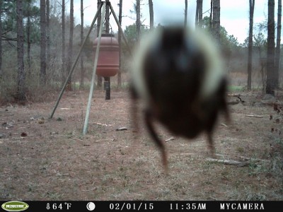 Wonder if this a more accurate indicator of spring than the ground hog?