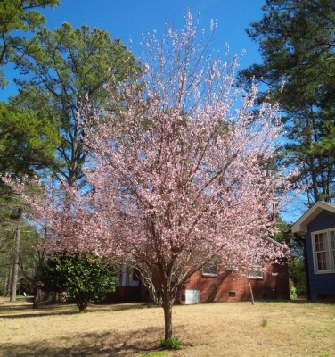 Flowering Plum March 2015 B.jpg
