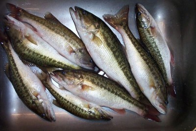 Spotted Bass.jpg