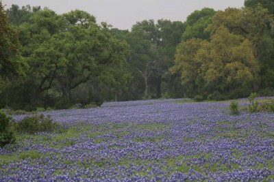 Texas Hill Country Bluebonnet #1.jpg