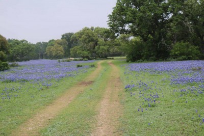 Texas Hill Country Bluebonnet #2.jpg