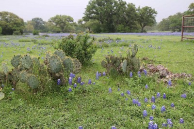 Texas Hill Country Bluebonnet #3.jpg