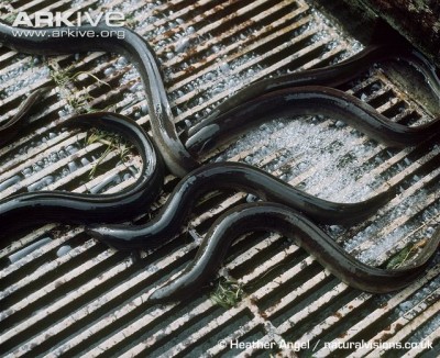 European-eels-on-eel-trap.jpg