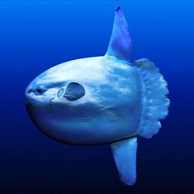 Sunfish.jpg