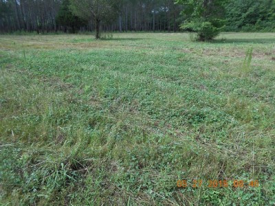 Ladino clover under the weeds