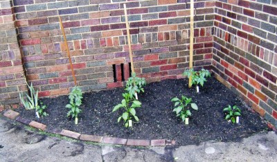 Jay's Garden 1.JPG
