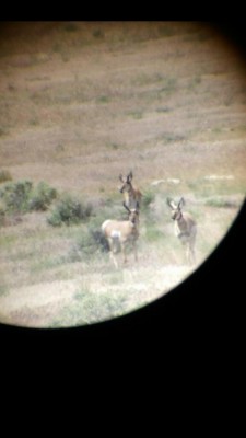 06JUN2015_Slumbering Hills Range_3 young bucks.jpg