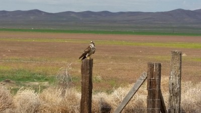 06JUN2015_Slumbering Hills Range_juvenille Red Tail Hawk.jpg