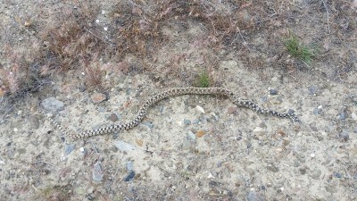 Bull snake freshly killed.jpg