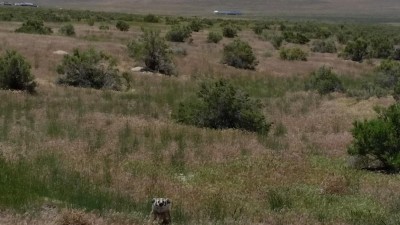 North American Badger.jpg