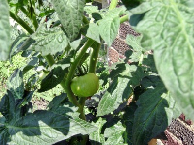 Jay's Potted Tomatoes 1.JPG