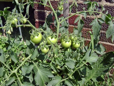 Jay's Potted Tomatoes 3.JPG