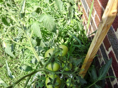 Jay's Potted Tomatoes 4.JPG