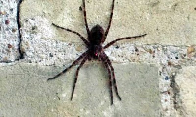 Big Spider In Garage.jpg