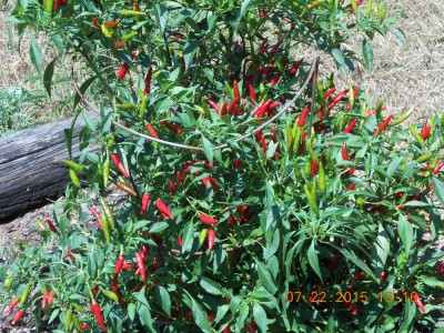 Hot little red peppers, lost the name of them