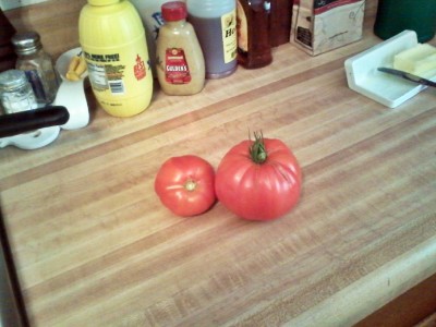 My First Tomatoes Aug 3rd 2015.jpg