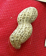 Peanut with pointed end.jpg