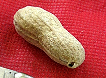 Peanut with rounded end.jpg