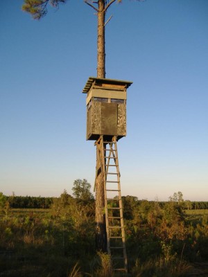 Fly Squirrel Condo