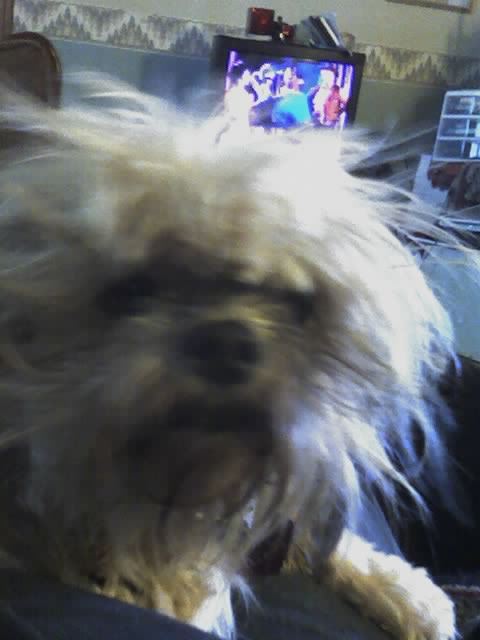 Shih Tzu Suger.jpg