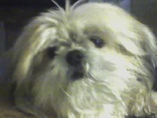 Miss Sugar.jpg
