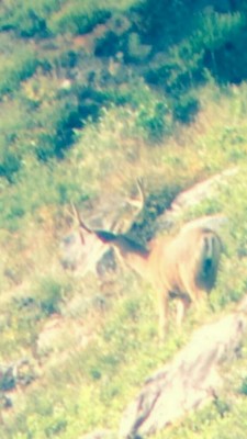 Buck 2.jpg