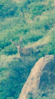 Buck 3.jpg