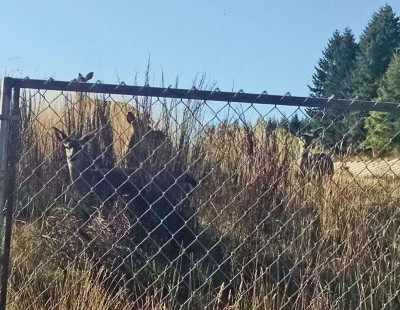 4 deer on Davis.jpg