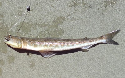 Needle_fish1.jpg