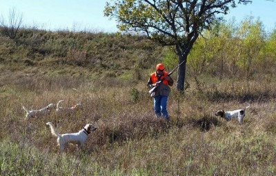 Dogs on point - flushing a pheasant.
