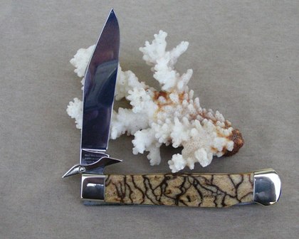 A Medium piece of TIGER CORAL on a Lewis and Clark Swing Guard